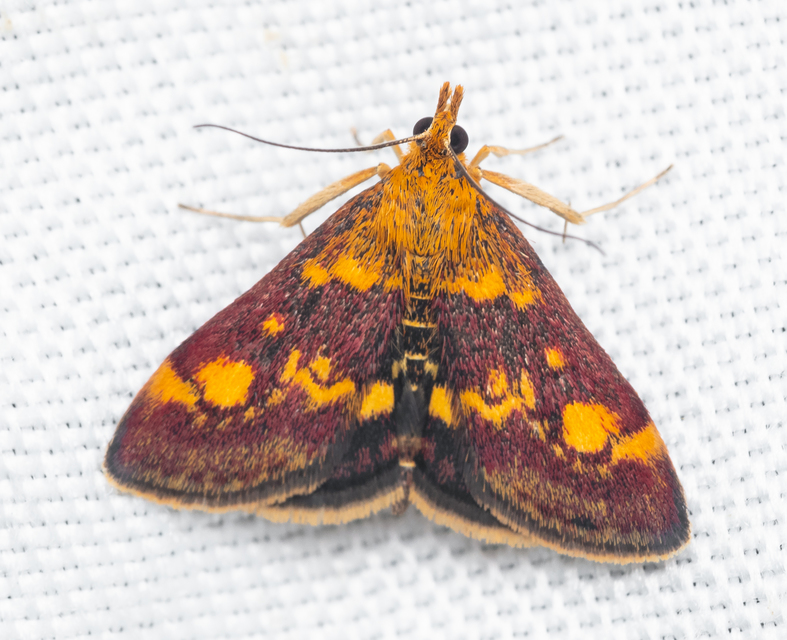 Pyrausta aurata - aranyló bíbormoly