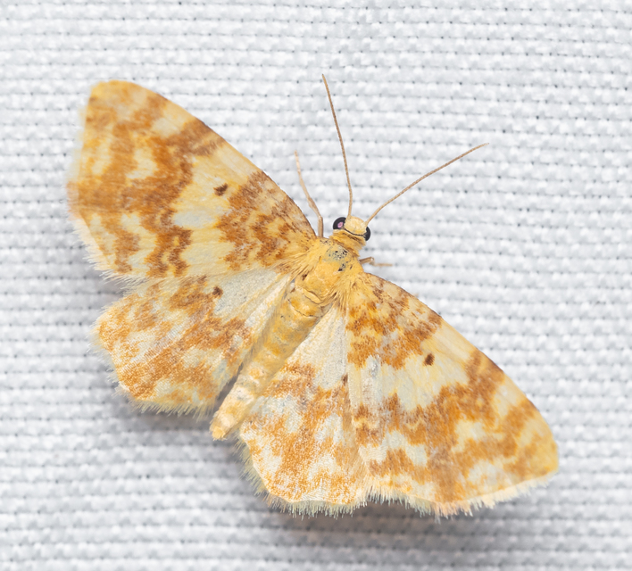 Hydrelia flammeolaria - narancssárga araszoló