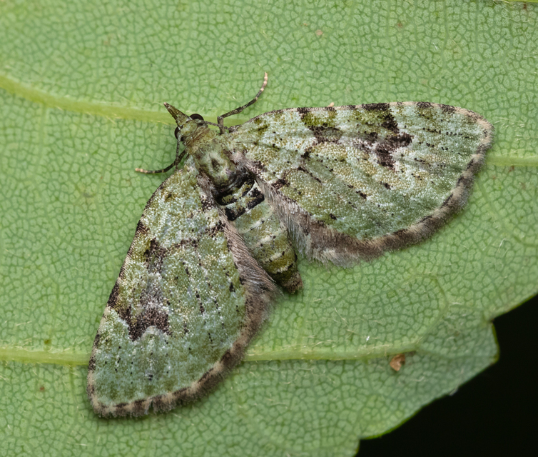 Chloroclystis v-ata - zöldes törpearaszoló