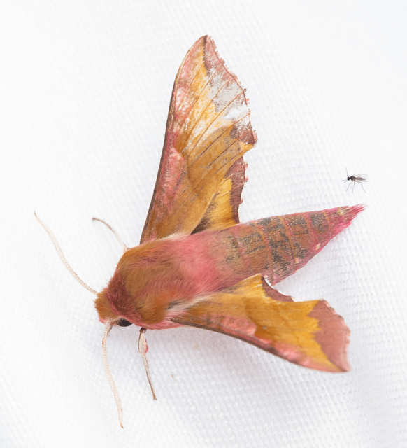 Deilephila porcellus - piros szender