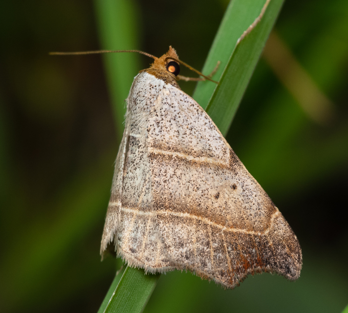 Laspeyria flexula - zuzmóbagoly