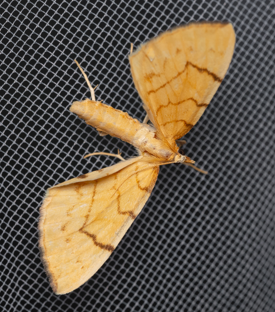 Eulithis pyraliata - sárga galajaraszoló