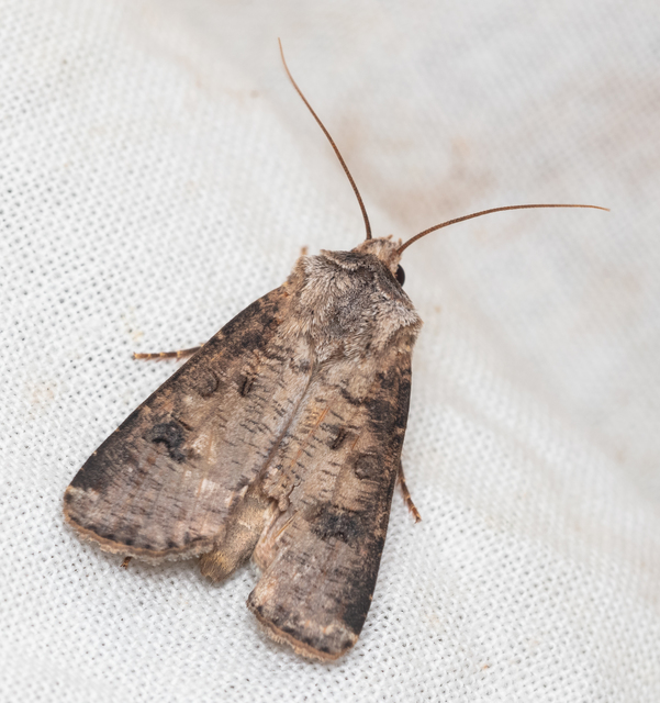 Agrotis clavis - zömök földibagoly