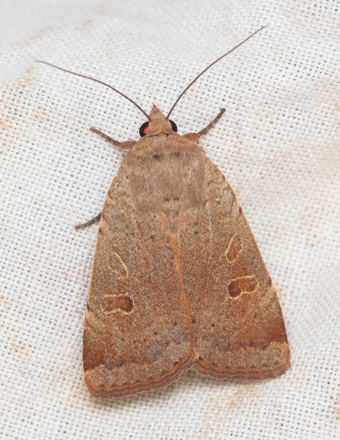 Noctua comes - kis sárgafűbagoly