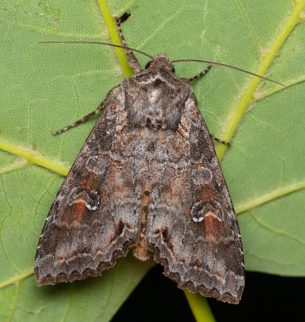Polia bombycina - palaszürke bagoly