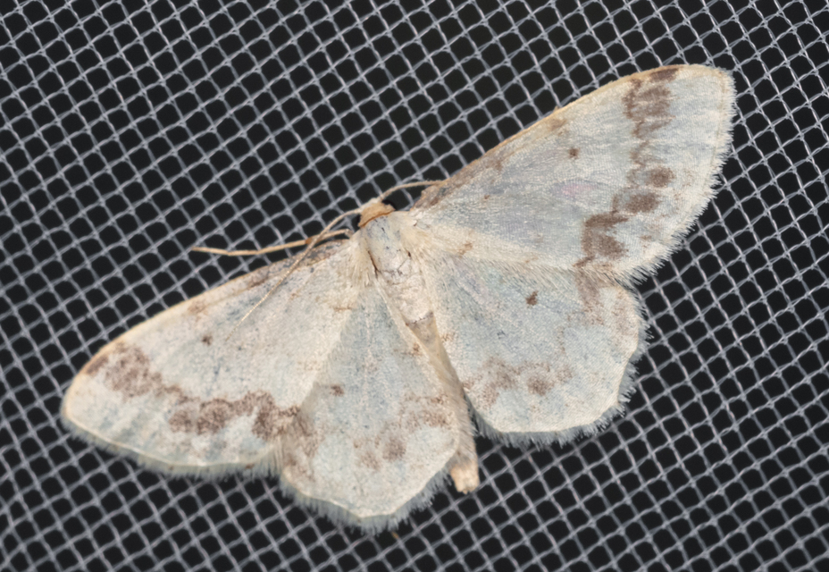 Idaea trigeminata - csúcsfoltos apróaraszoló