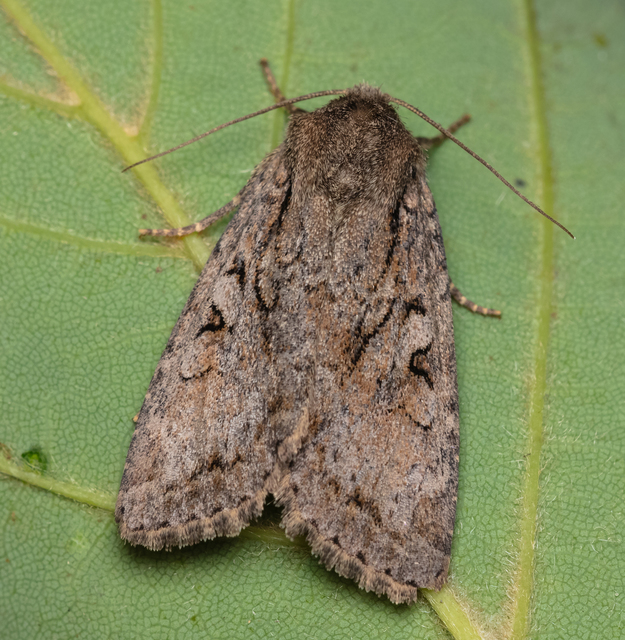 Apterogenum ypsillon - ipszilon-erdeibagoly