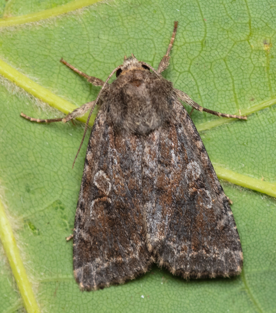 Apterogenum ypsillon - ipszilon-erdeibagoly