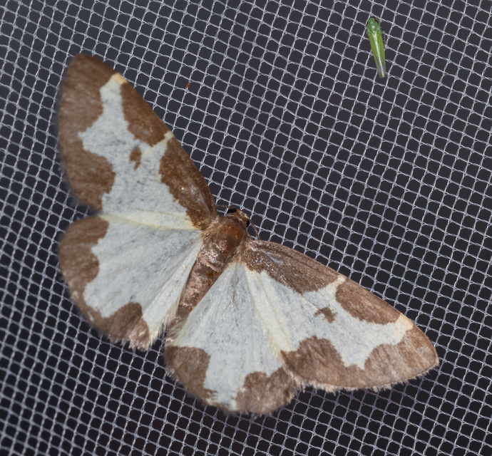 Lomaspilis marginata - szegélyes nyárfaaraszoló