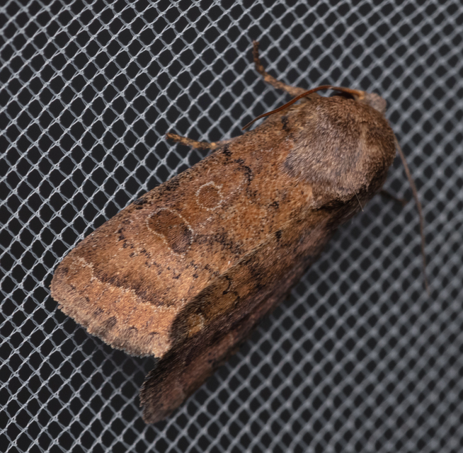Hoplodrina octogenaria - barna selymesbagoly