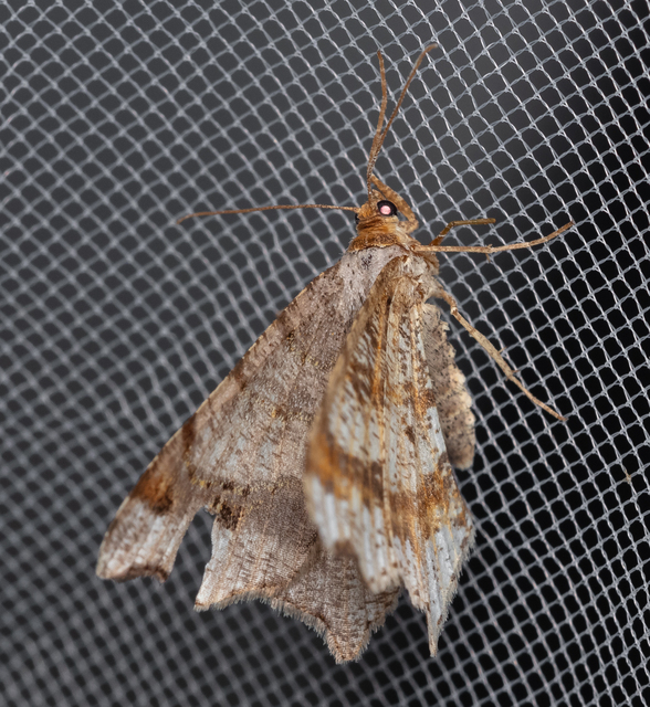 Macaria alternata - közönséges szürkearaszoló