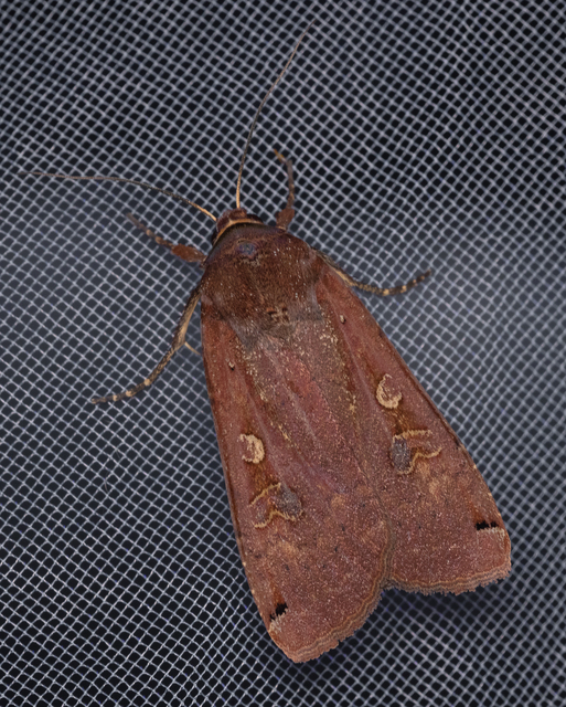 Noctua pronuba - nagy sárgafűbagoly