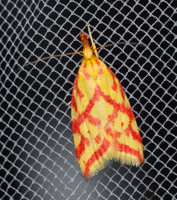 Hypercallia citrinalis - pirossávos díszmoly Hypercallia citrinalis - pirossávos díszmoly