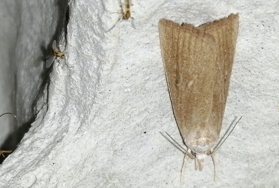 Calamotropha paludella - barna nádlevélmoly