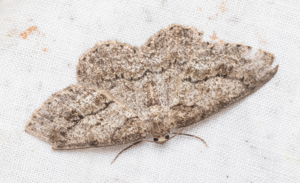 Ectropis crepuscularia - avararaszoló