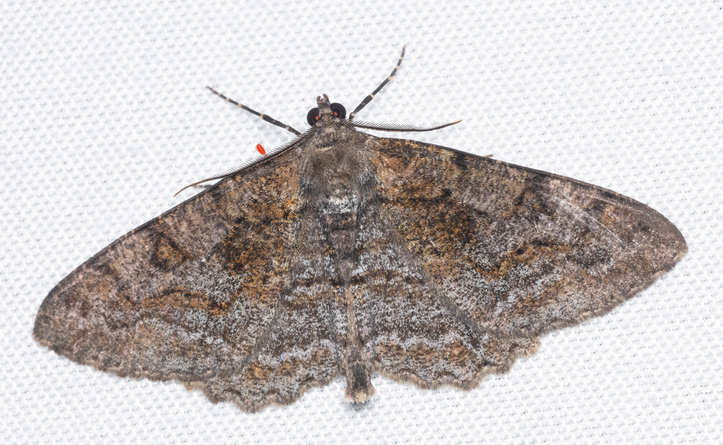 Alcis repandata - foltos faaraszoló