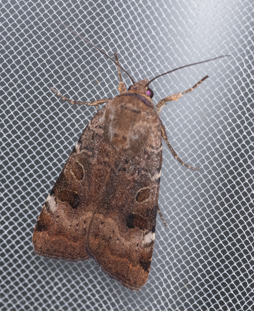 Noctua interposita - köztes sárgafűbagoly