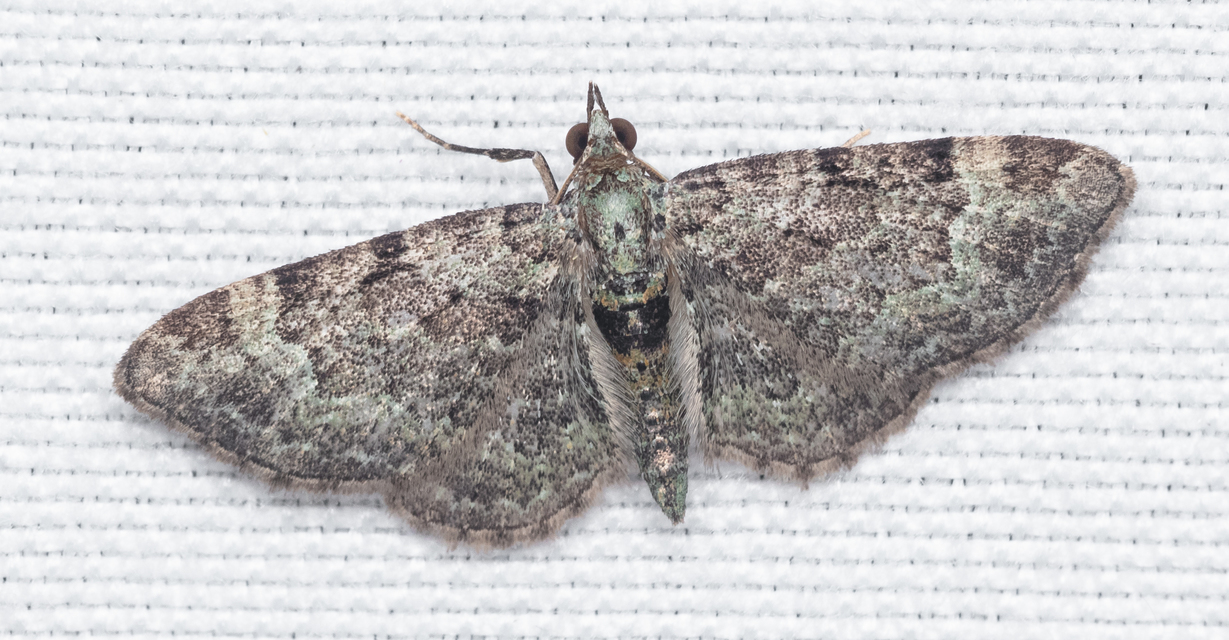 Pasiphila rectangulata - almavirág-araszoló