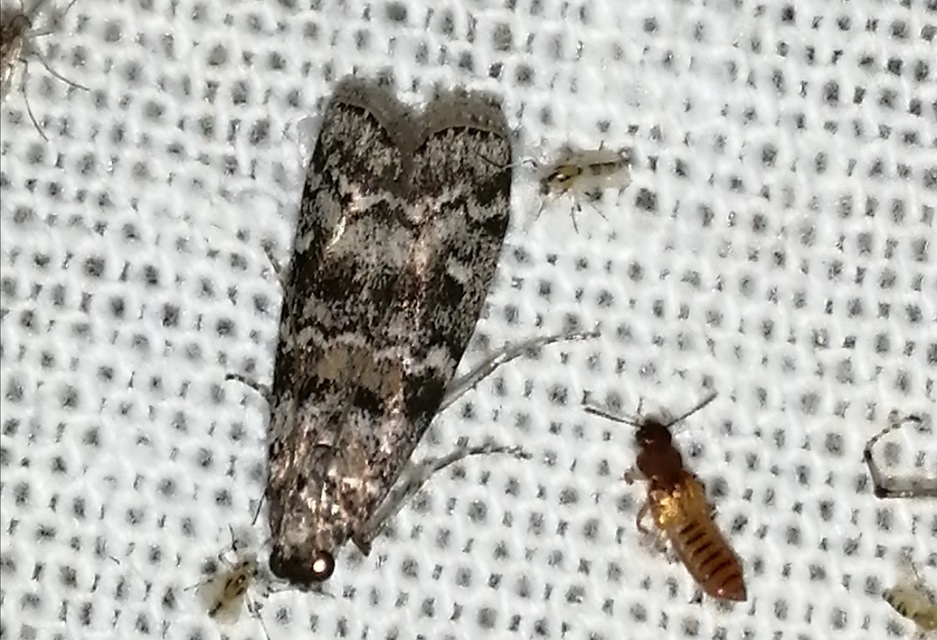 Dioryctria
