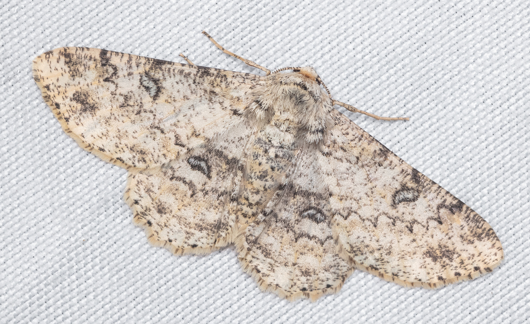 Ascotis selenaria - holdas faaraszoló