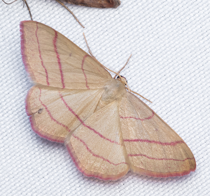 Rhodostrophia vibicaria - pirosszélű araszoló