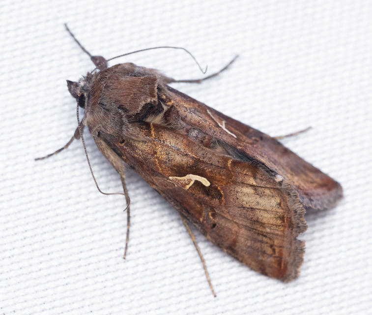 Autographa gamma - gammalepke