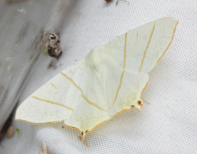 Ourapteryx sambucaria - fecskefarkú araszoló