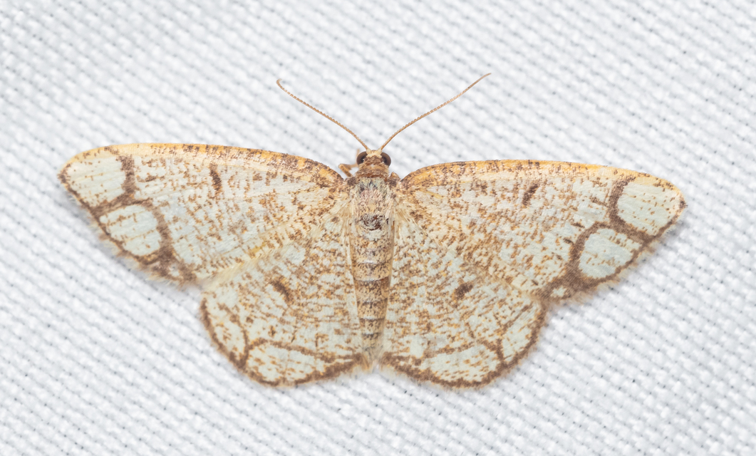 Stegania cararia - gyűrűs nyáraraszoló