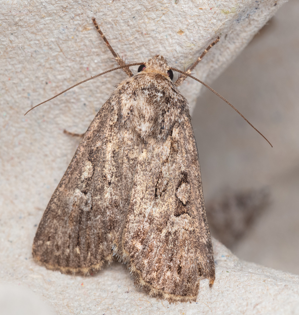 Dichagyris forcipula - szürkésbarna földibagoly