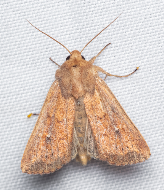 Mythimna albipuncta - fehérpettyes rétibagoly