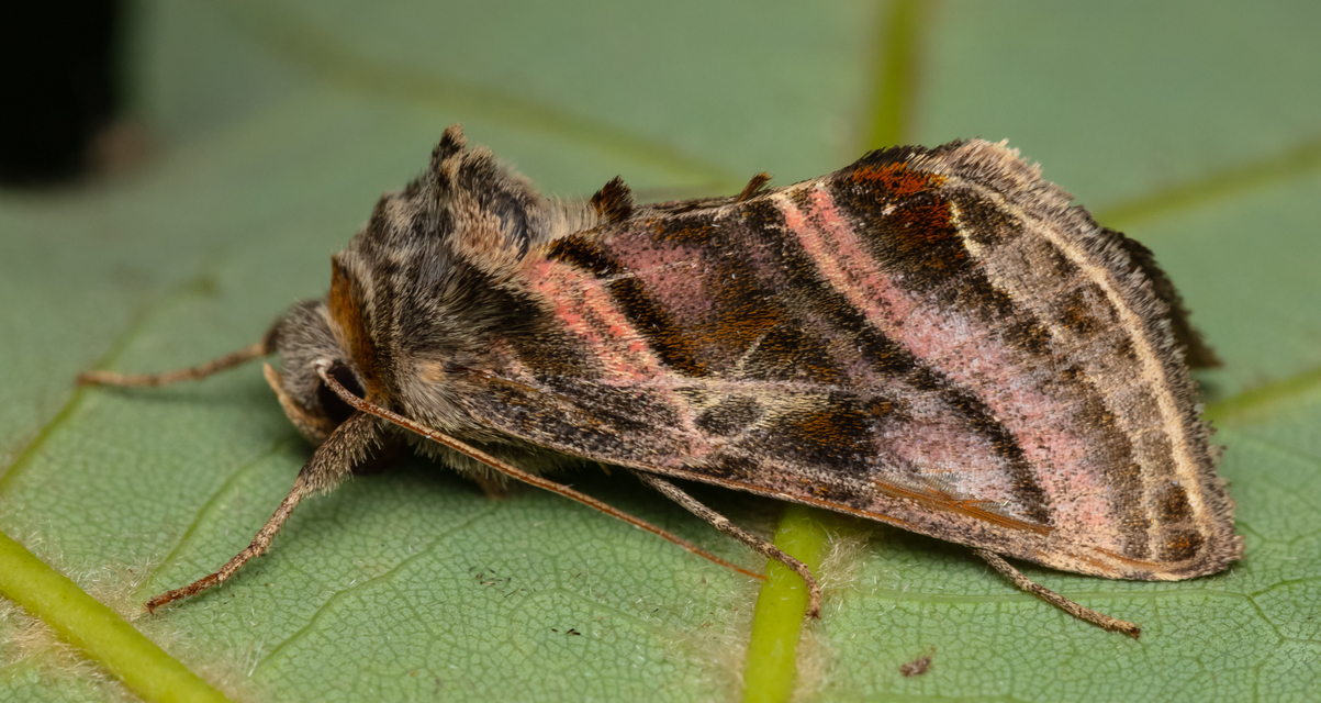 Euchalcia variabilis - sisakvirág-aranybagoly