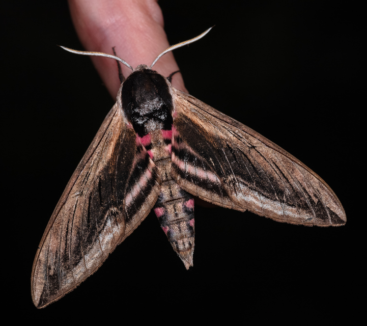 Sphinx ligustri - fagyalszender