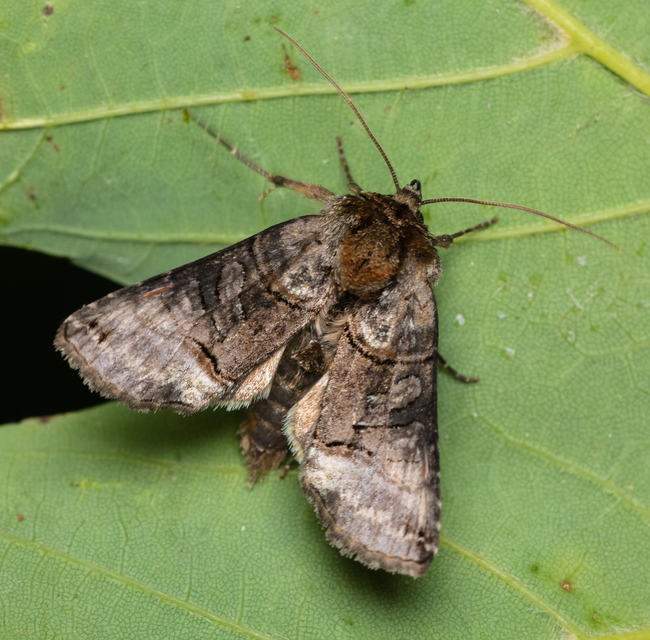 Abrostola tripartita - szürkeövű csalánbagoly