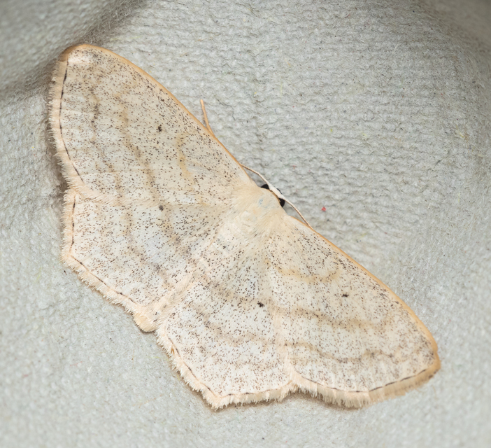 Scopula nigropunctata - feketepettyes araszoló