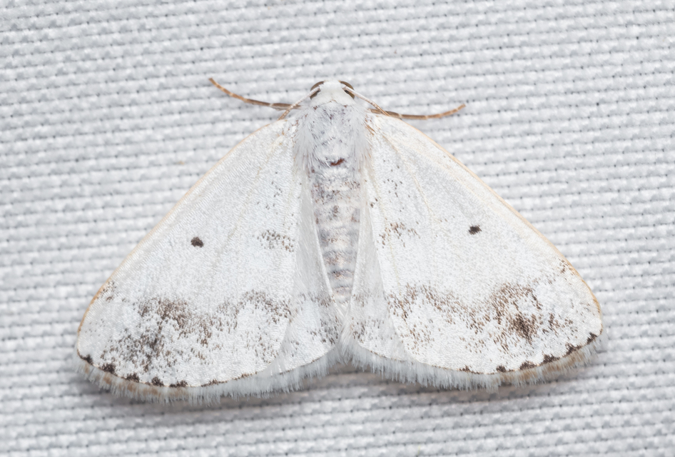 Lomographa temerata - foltos fehéraraszoló