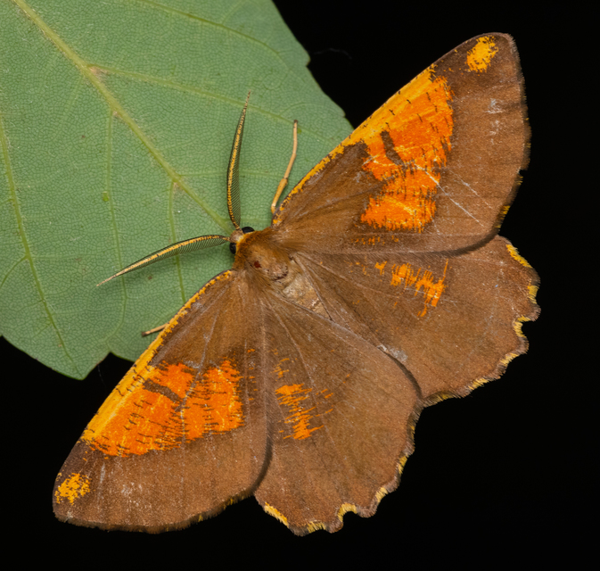 Angerona prunaria - sárga kökényaraszoló