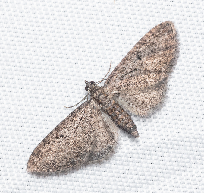 Eupithecia virgaureata - aranyvessző-törpearaszoló