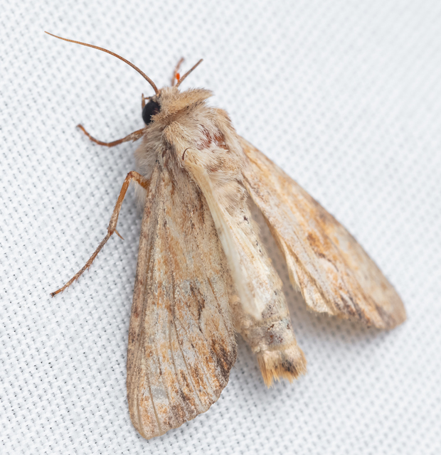 Apamea sublustris - sárgás dudvabagoly
