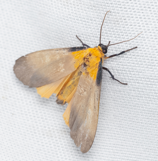 Lithosia quadra - négypettyes zuzmószövő