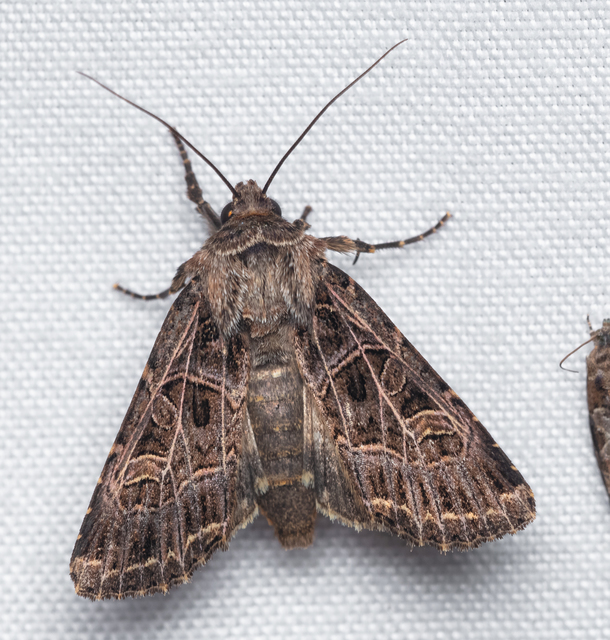 Heliophobus reticulata - fehéreres kertibagoly