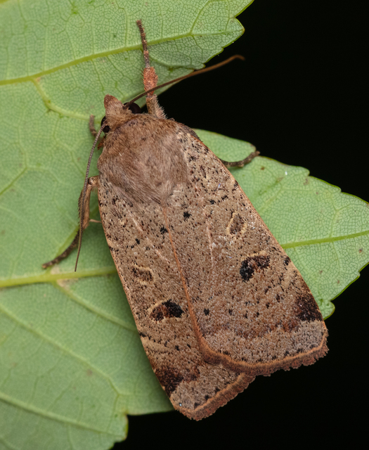 Noctua comes - kis sárgafűbagoly