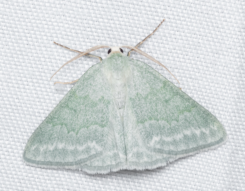 Pseudoterpna pruinata - hamvas zöldaraszoló