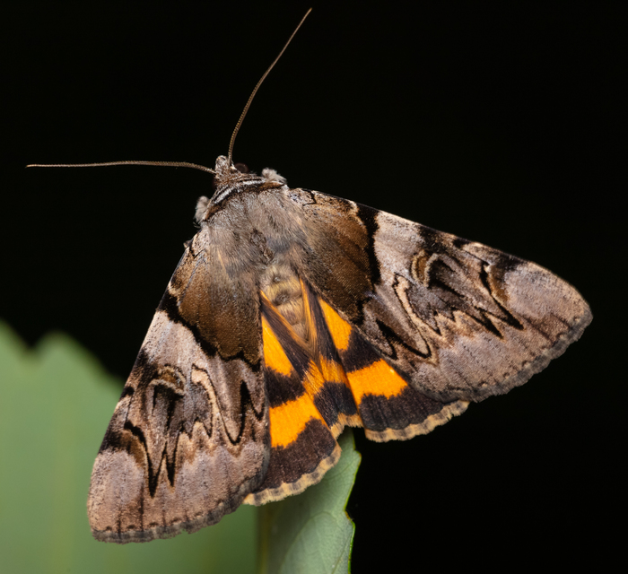 Catocala fulminea - galagonya-övesbagoly