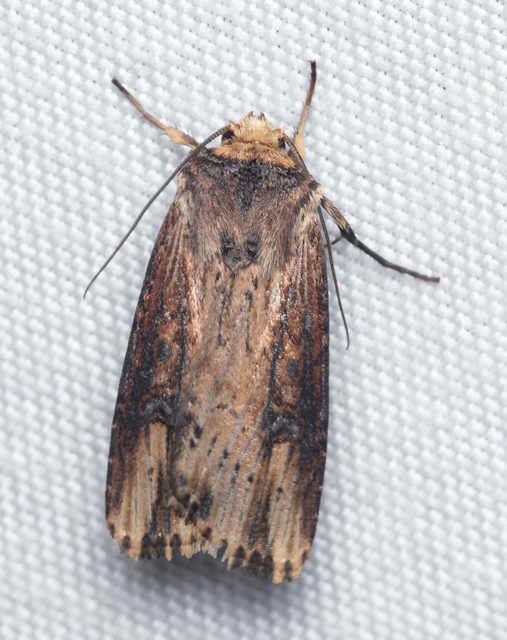 Axylia putris - vonalkás földibagoly