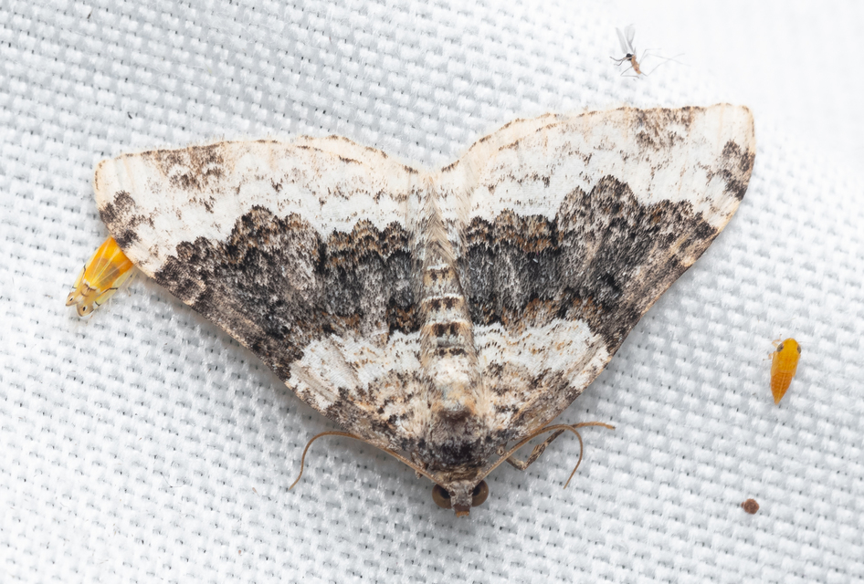 Epirrhoe galiata - sávos galajaraszoló