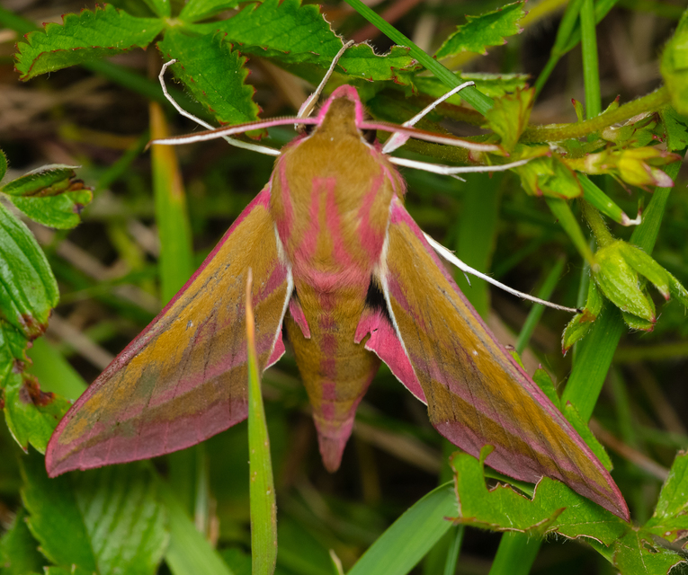 Deilephila elpenor - szőlőszender