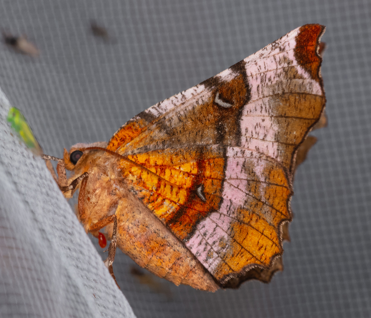 Selenia tetralunaria - négyfoltos holdasaraszoló