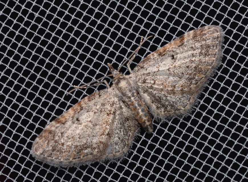 Eupithecia tenuiata - sötétszegélyű törpearaszoló