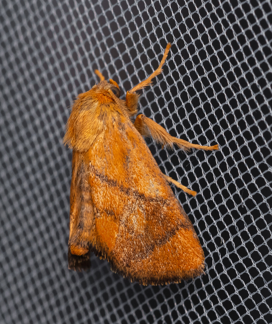 Apoda limacodes - kagylólepke