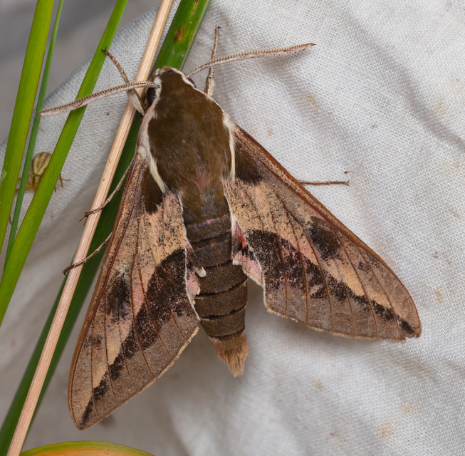 Hyles euphorbiae - kutyatejszender